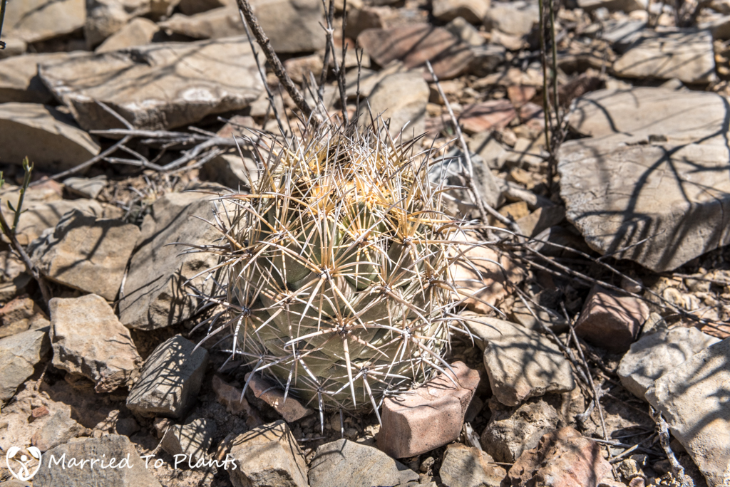 Mexican Cactus - Coryphantha salinensis