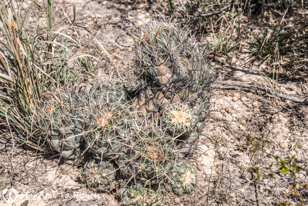 Mexican Cactus - Coryphantha salinensis