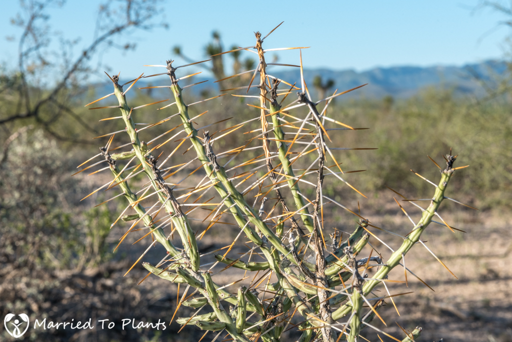 Mexican Cactus - Cylindropuntia leptocaulis