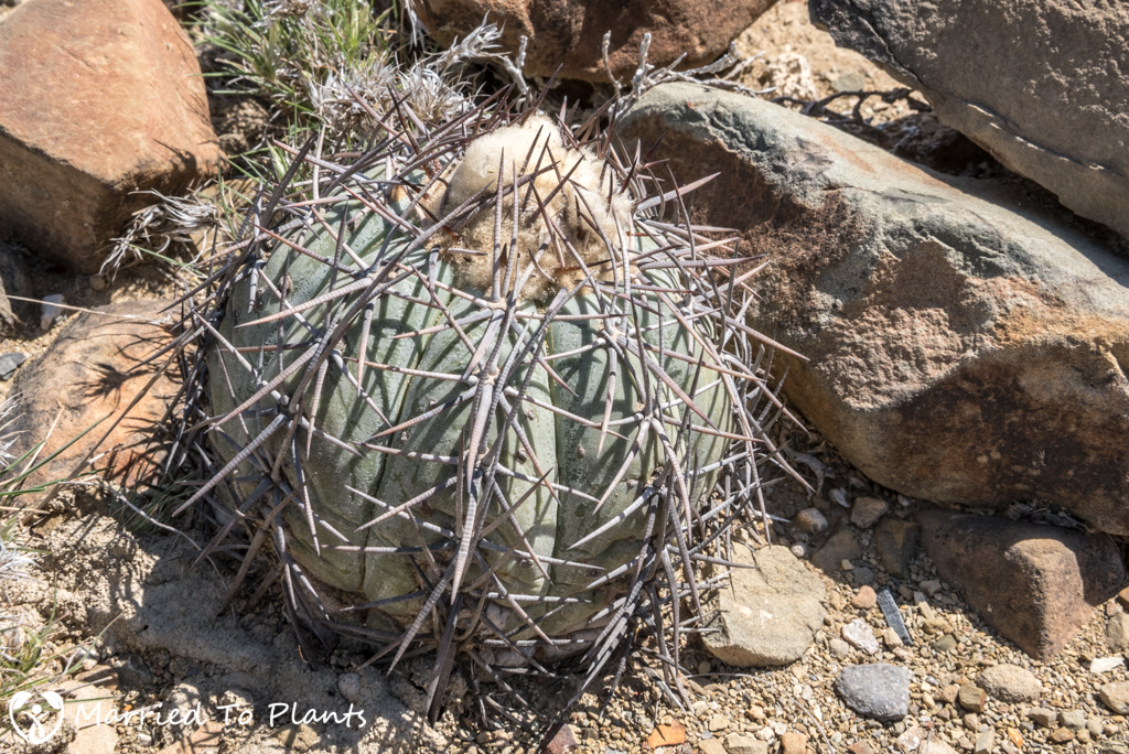 Mexican Cactus - Echinocactus horizonthalonius