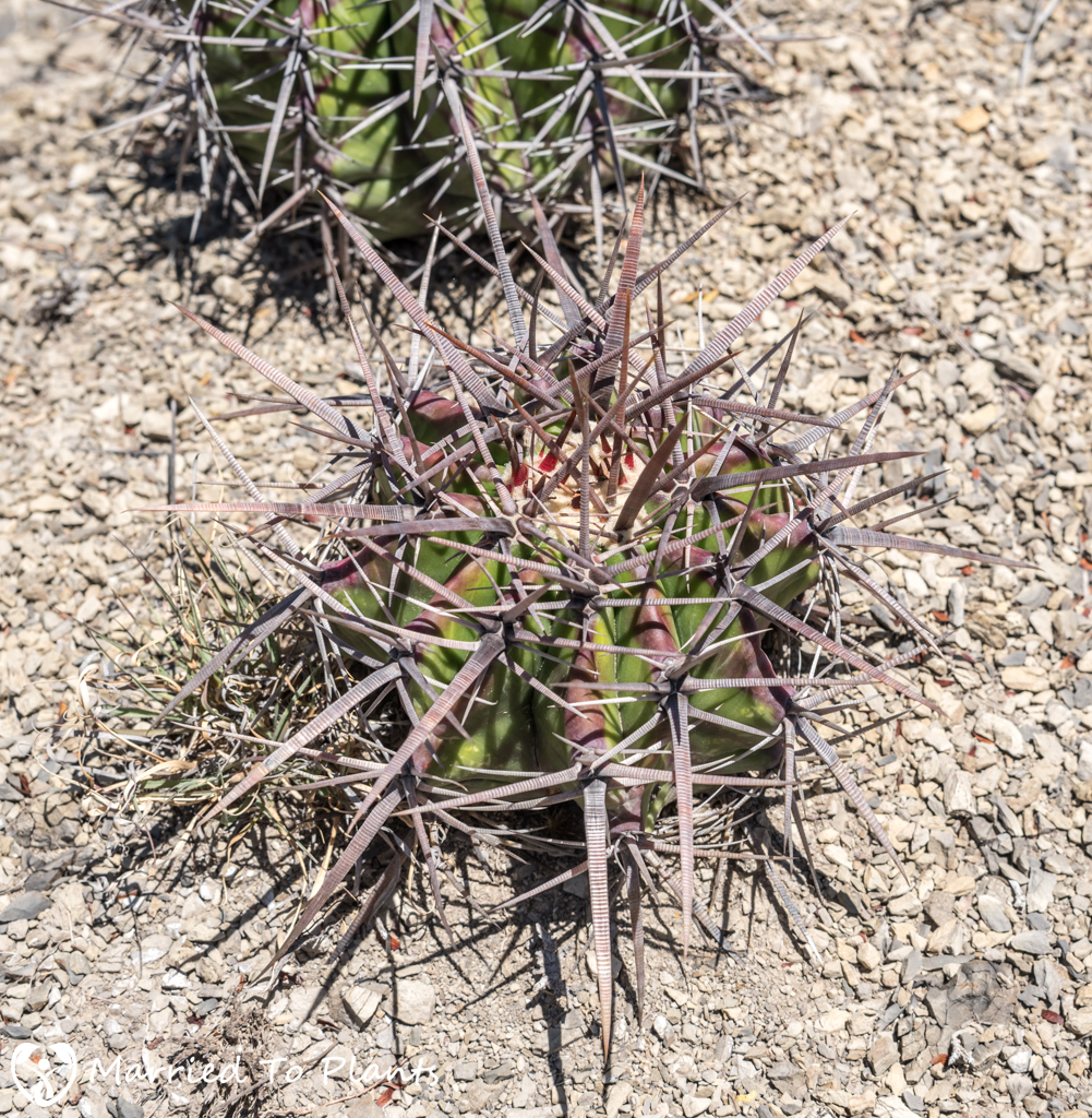 Mexican Cactus - Echinocactus platyacanthus