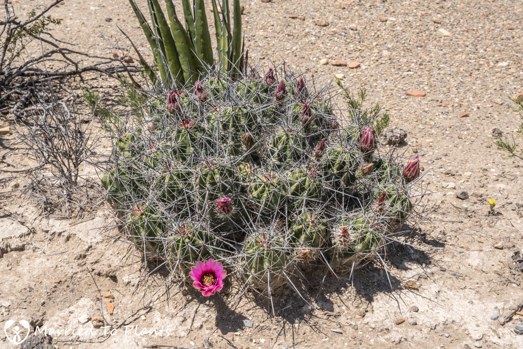 Mexican Cactus - Echinocereus enneacanthus