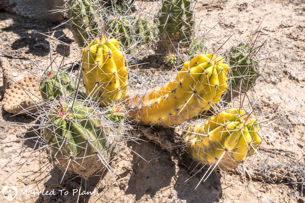 Mexican Cactus - Echinocereus enneacanthus Variegated