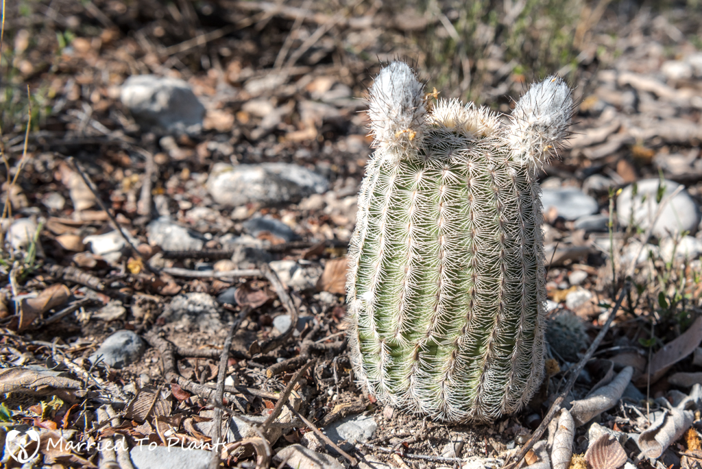 Mexican Cactus - Echinocereus fitchii ssp. bergmannii