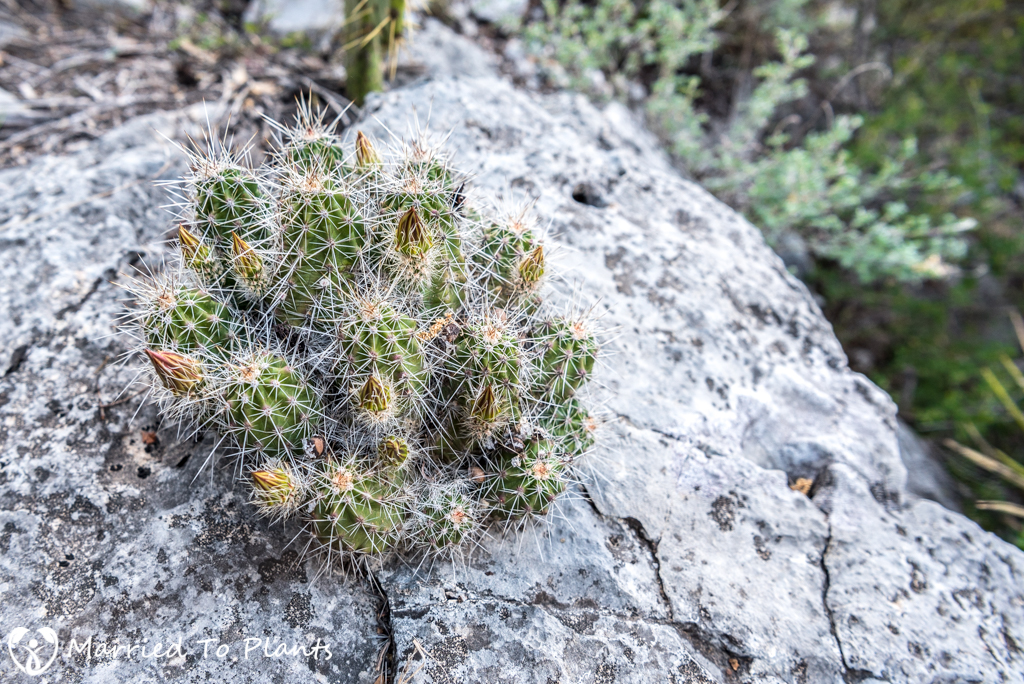 Mexican Cactus - Echinocereus parkeri