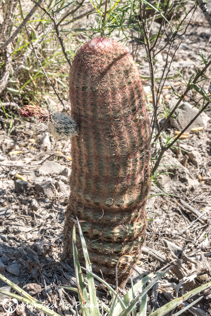 Mexican Cactus - Echinocereus pectinatus