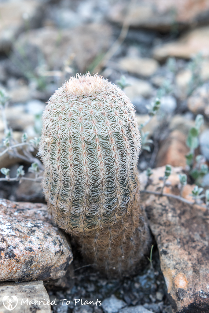 Mexican Cactus - Echinocereus reichenbachii ssp. fitchii