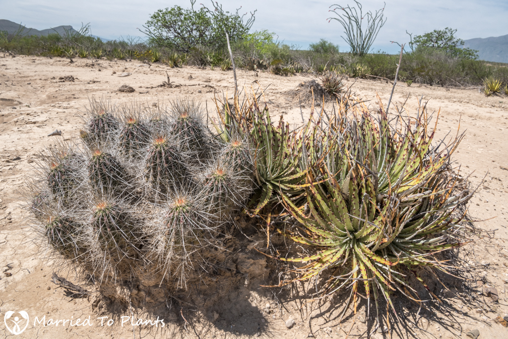 Mexican Cactus - Echinocereus stramineus