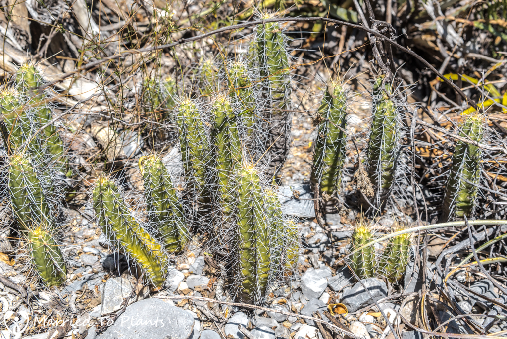 Mexican Cactus - Echinocereus viereckii subs. huastecensis