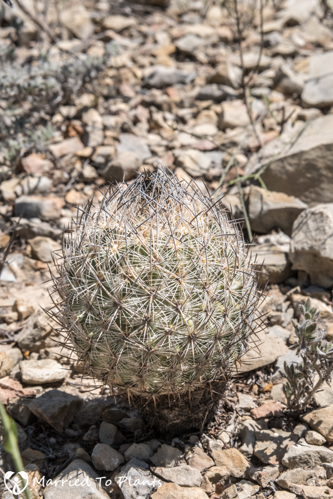 Mexican Cactus - Echinomastus mariposensis