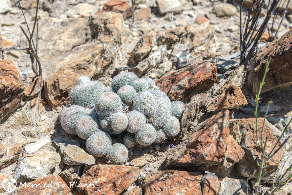 Mexican Cactus - Epithelantha greggii ssp. gregii