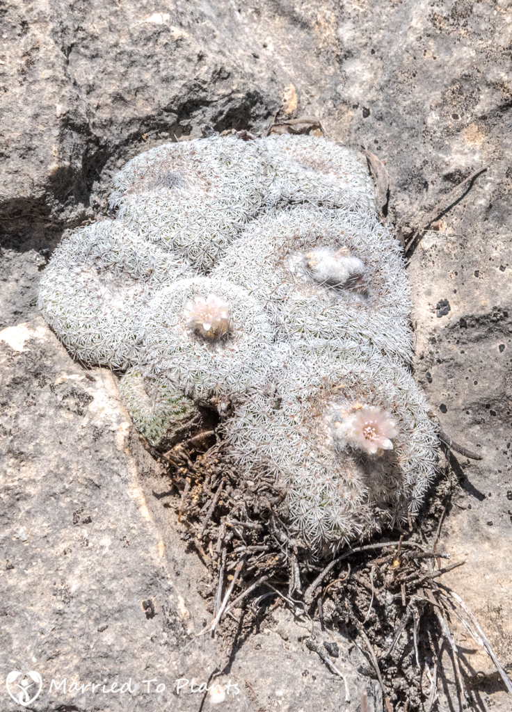 Mexican Cactus - Epithelantha unguispina ssp. huastecana