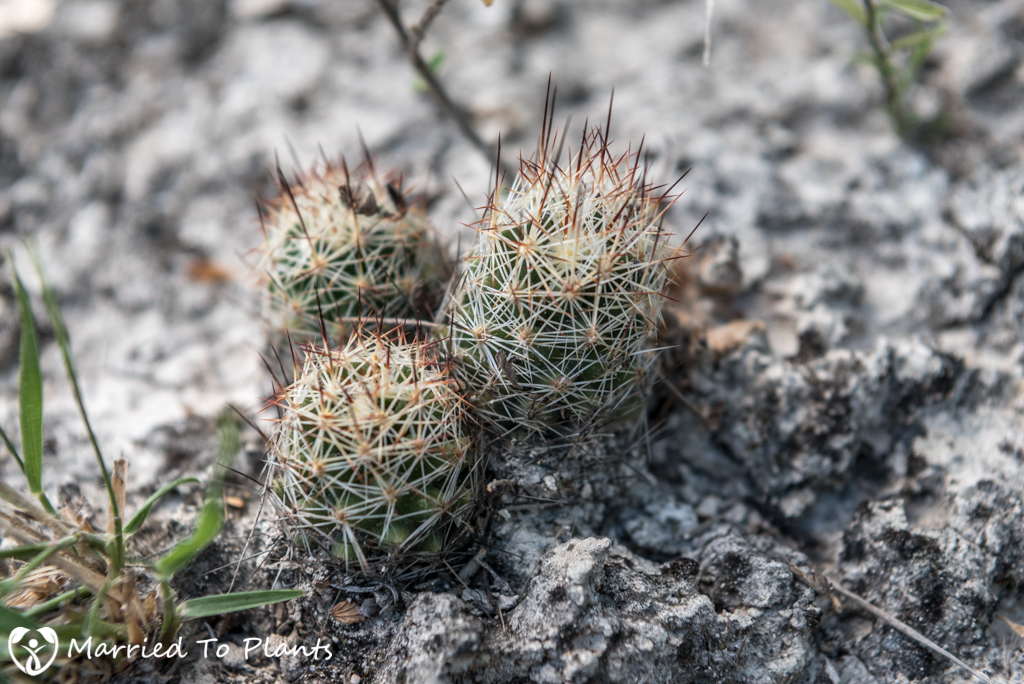 Mexican Cactus - Escobaria runyonii