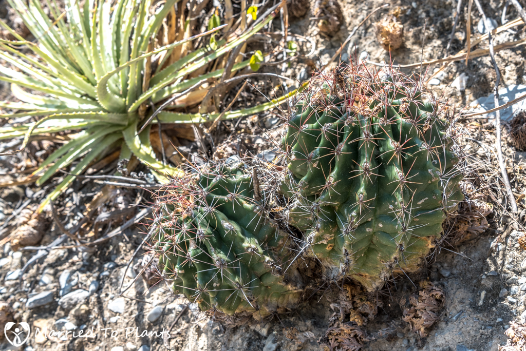 Mexican Cactus - Ferocactus hamatacanthus
