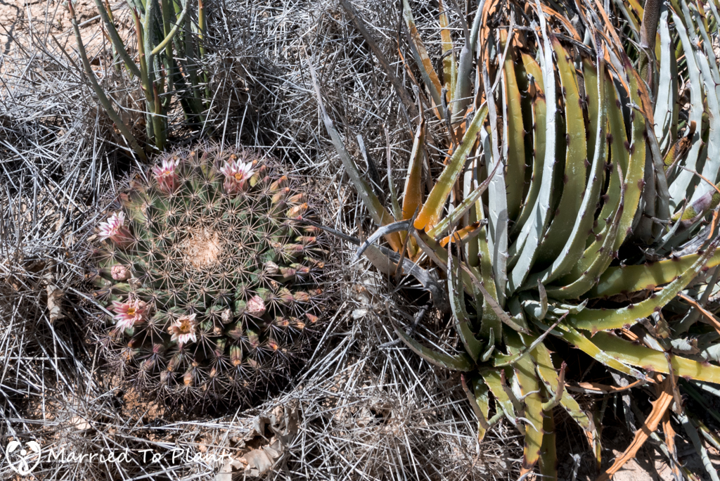 Mexican Cactus - Mammillaria heyderi Flowering