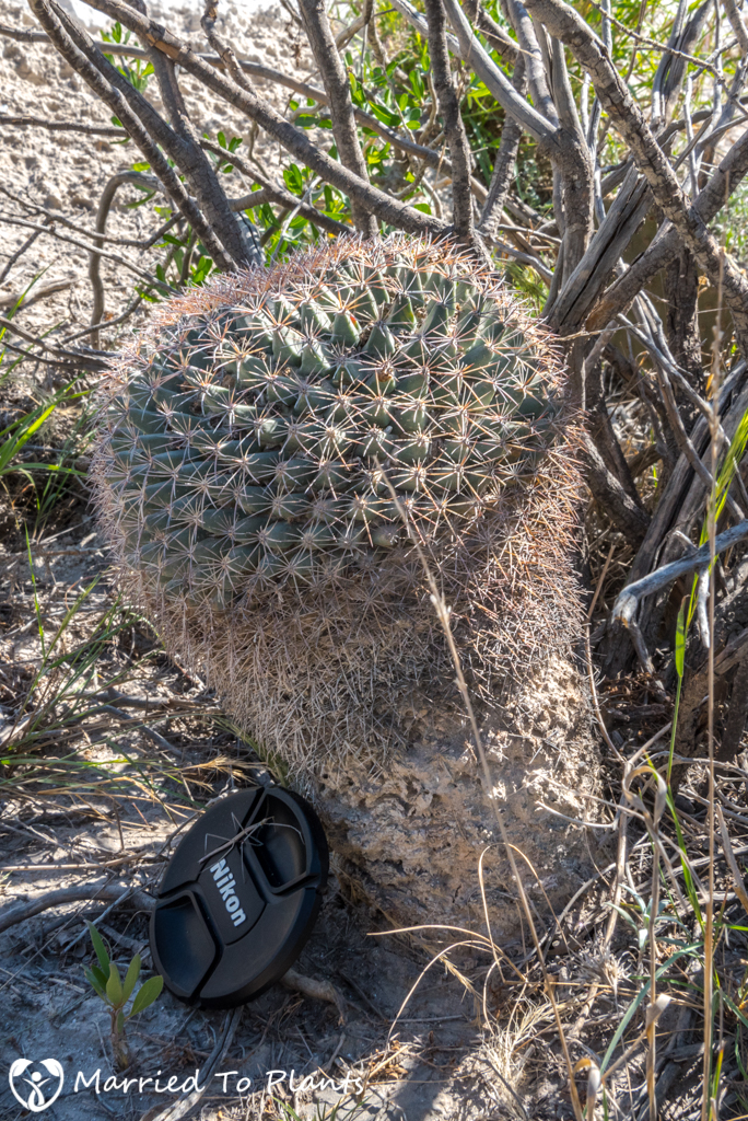 Mexican Cactus - Mammillaria heyderi