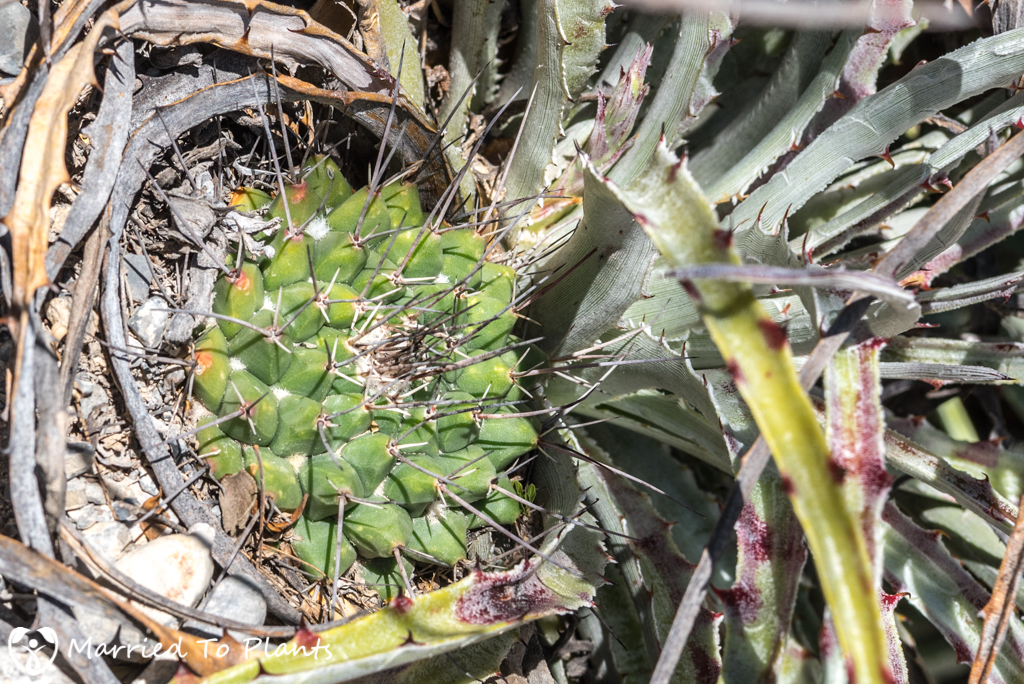 Mexican Cactus - Mammillaria winterae