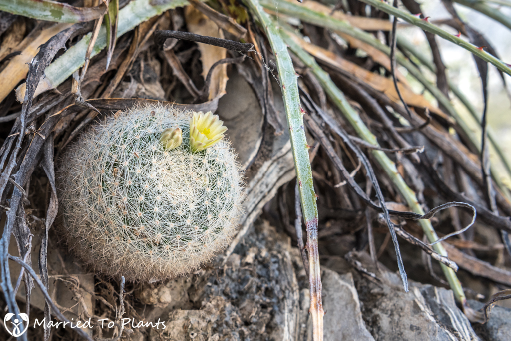 Mexican Cactus - Mammilloydia candida