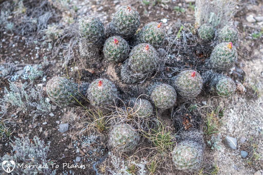 Mexican Cactus -Neolloydia conoidea