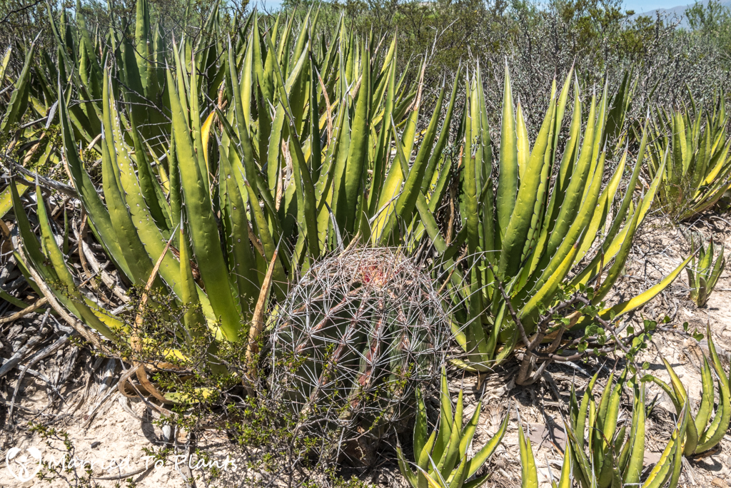 Mexican Cactus - Thelocactus bicolor ssp. bicolor and Agave lechuguilla