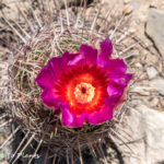 70 cactus photographs from my 4-day trip around Nuevo León