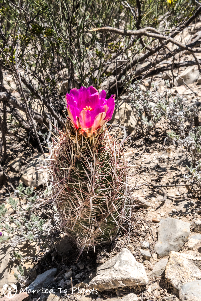 Mexican Cactus - Thelocactus bicolor ssp. bicolor Flowering