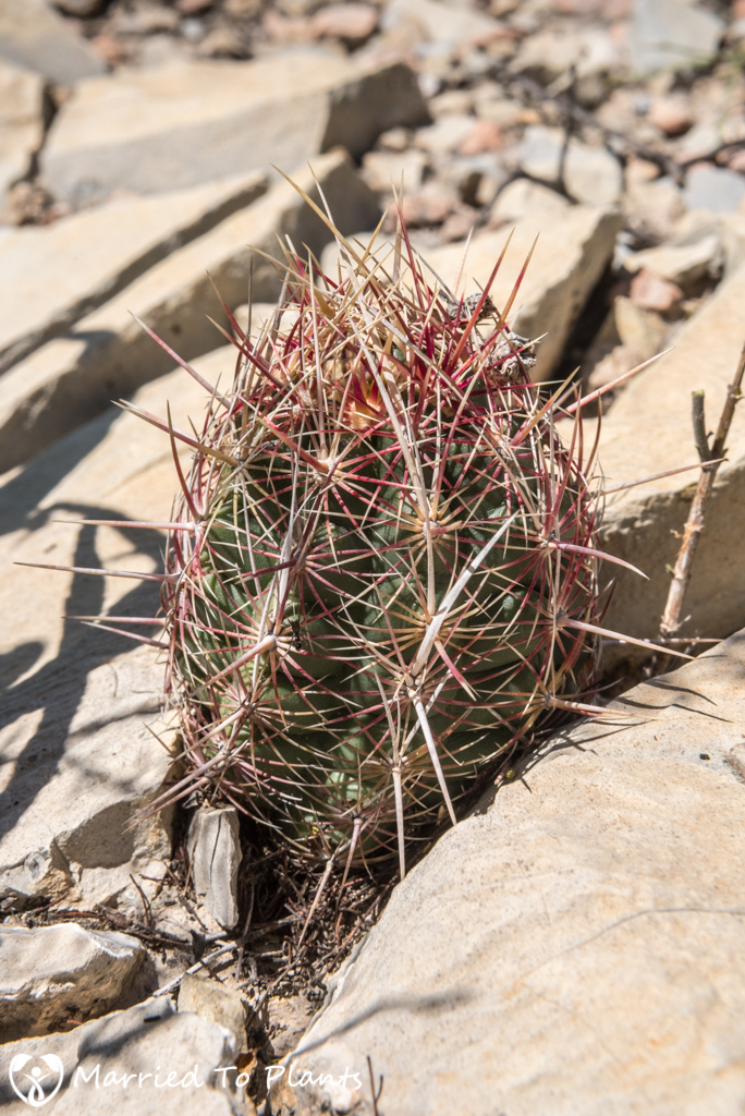Mexican Cactus - Thelocactus bicolor ssp. bicolor
