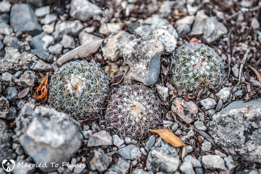 Mexican Cactus - Turbinicarpus saueri var. gonzalezii