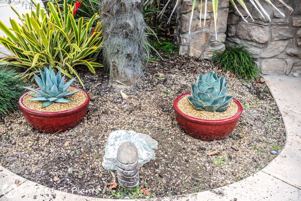 Agave Pots - Red Pots Planted