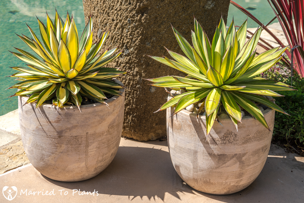 Agave Pots - Variegated Agave 'Blue Glow"
