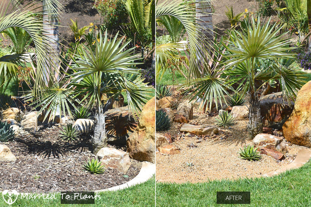 Before and After View of Boutique Agave Planter Bed