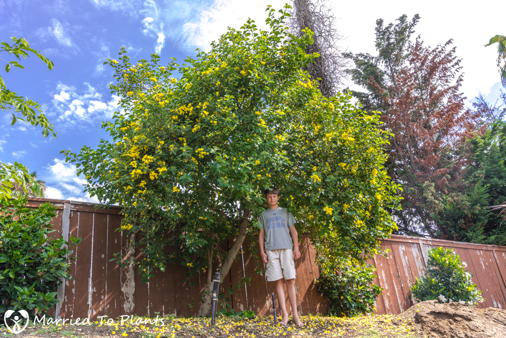 Cordia lutea (Yellow Geiger Tree) - Entire Plant