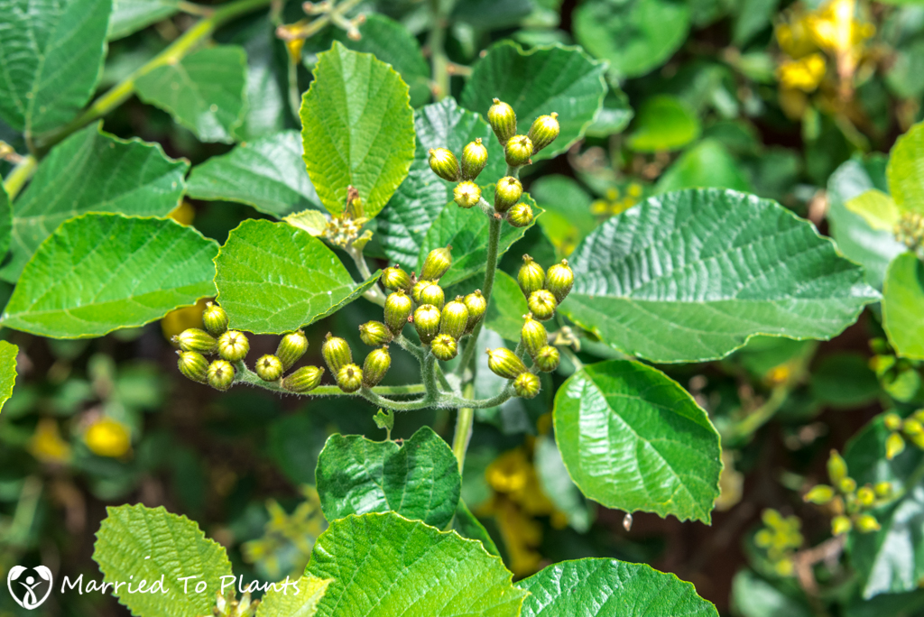 Cordia lutea (Yellow Geiger Tree) - Flower Buds