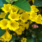 The long flowering season of the Yellow Geiger Tree (Cordia lutea)