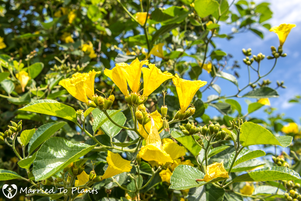 Cordia lutea (Yellow Geiger Tree) - Flowers