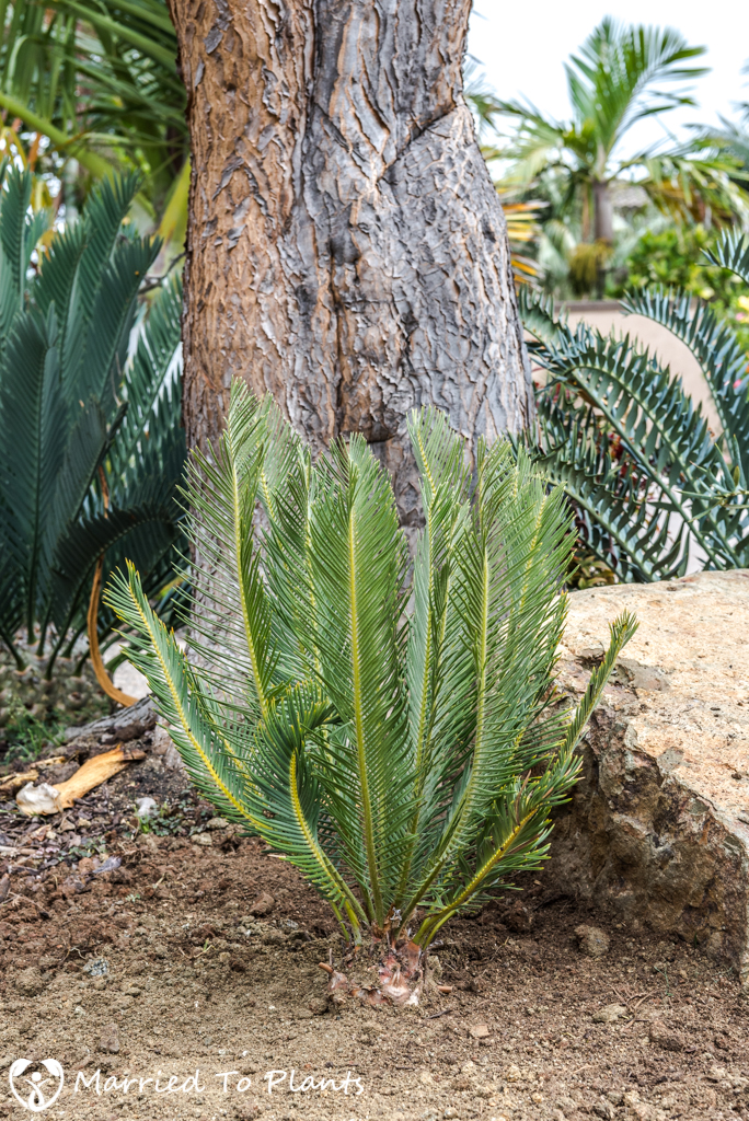 Planter Bed Preparation - Encephalartos ghellinckii 'Mountain Form'