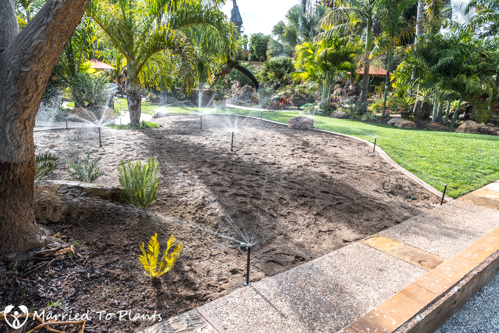 Planter Bed Preparation - Watering Down Cycad Soil