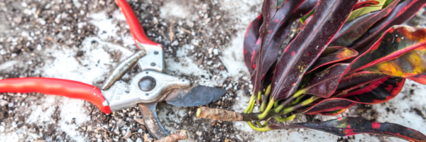Propagating Crotons from stem cuttings