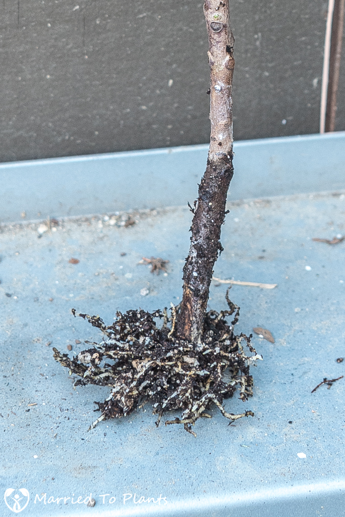 Croton Propagation - Stem Cutting Roots