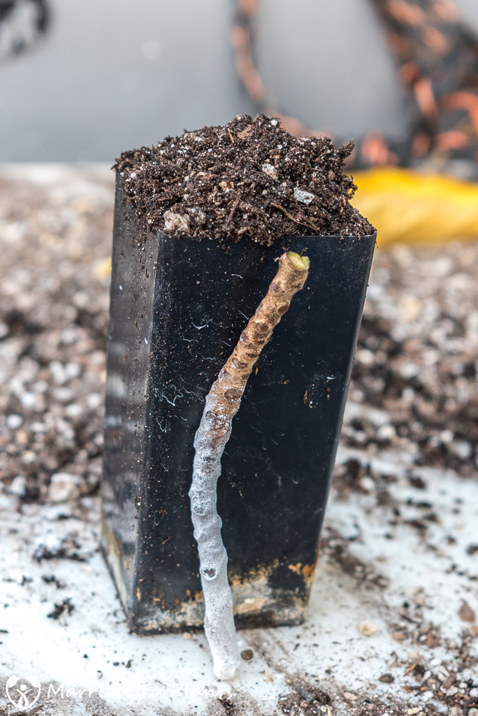 Croton Propagation - Stem Cutting with Rooting Hormone