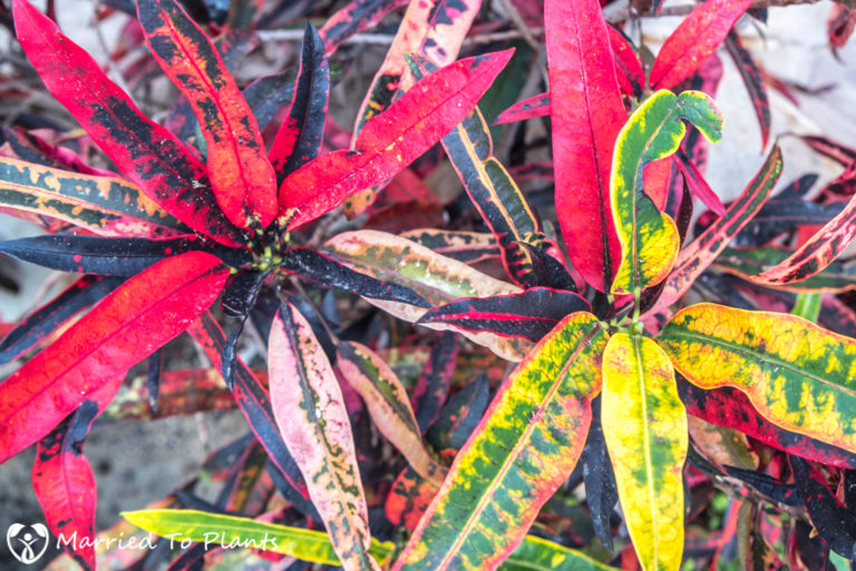 Propagating Crotons from stem cuttings