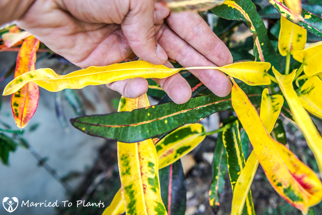 Croton - "Trinidad Interrupted Leaf"