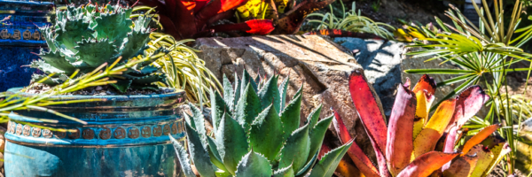 20 late afternoon garden photos