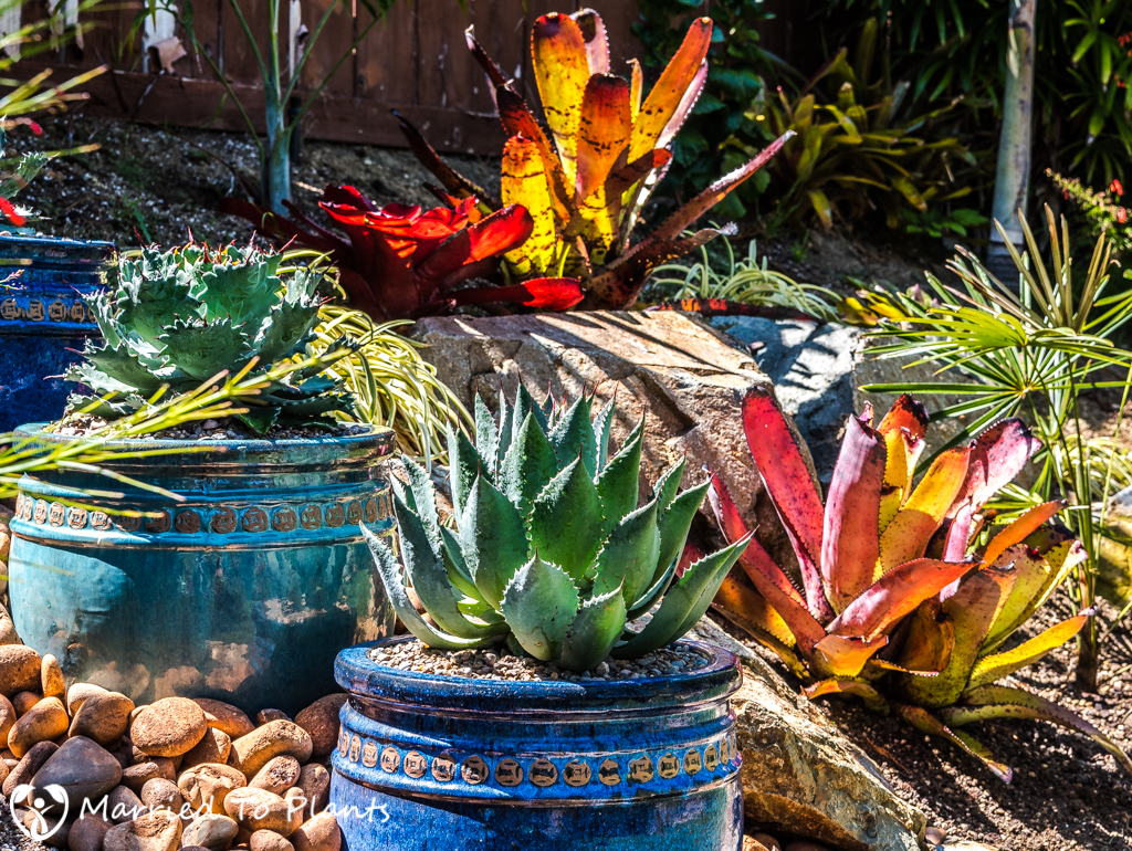 Geiger Garden - Agave Pots and Carcharodons