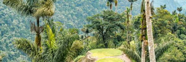 Palm Tree Spotlight: Dictyocaryum lamarckianum