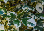 Pisonia umbellifera 'Variegata' Leaves